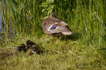 Sightings and news to week ending 22 June